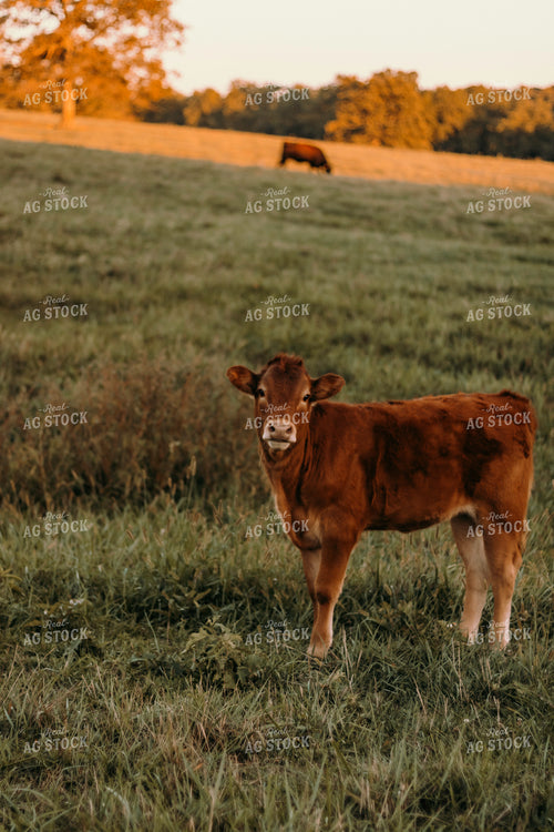 Red Angus Calf 108012