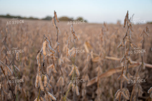 Ready for Harvest Soybeans 50304