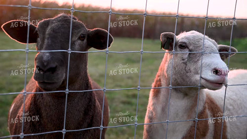 Sheep at Sunset - 405