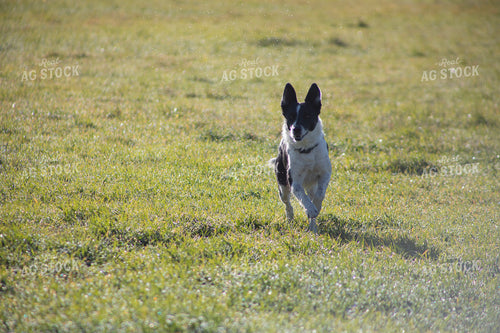 Farm Dog 117139