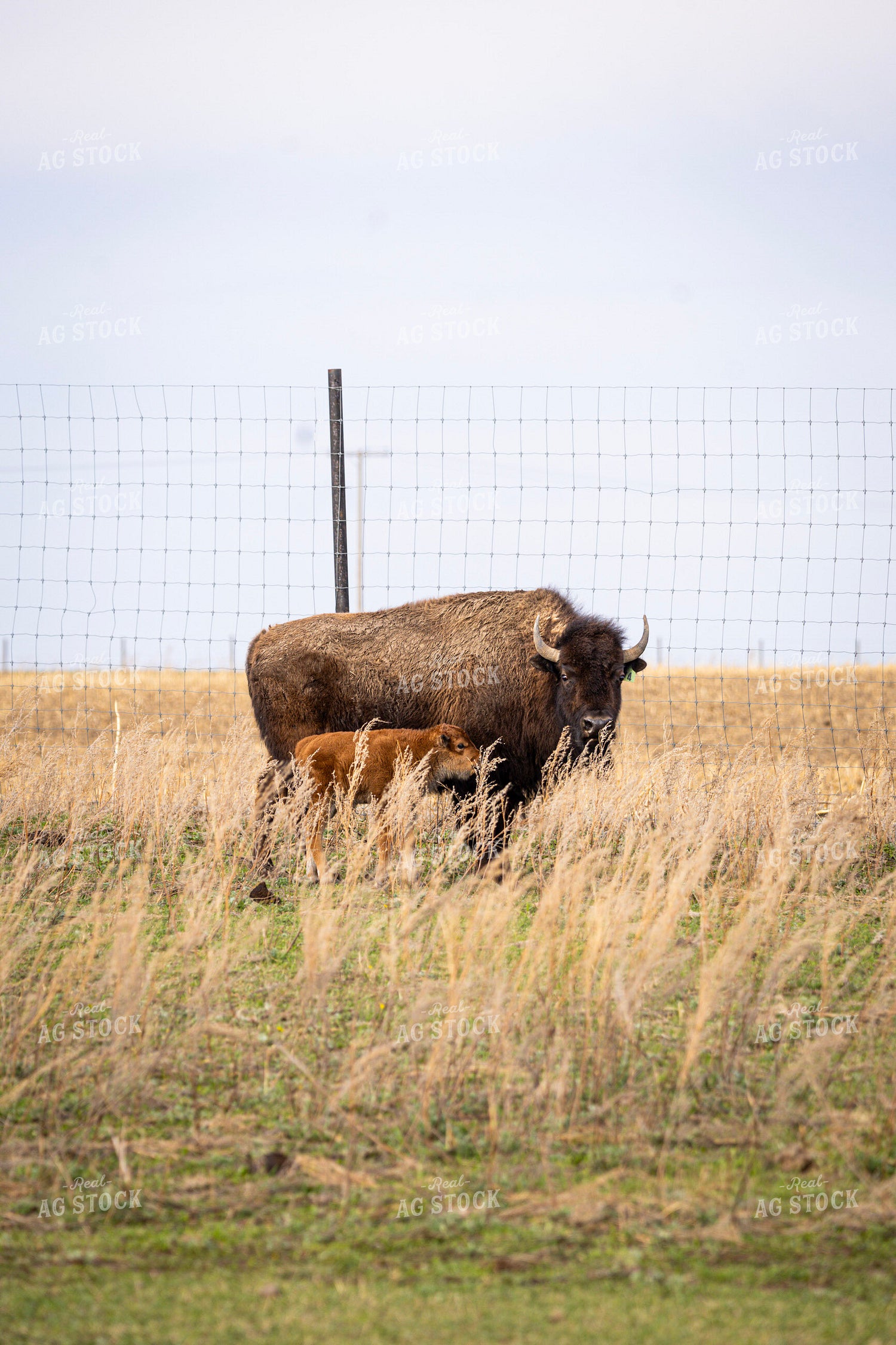 Bison – Real Ag Stock