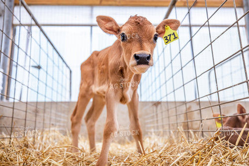 Jersey Calves 270469
