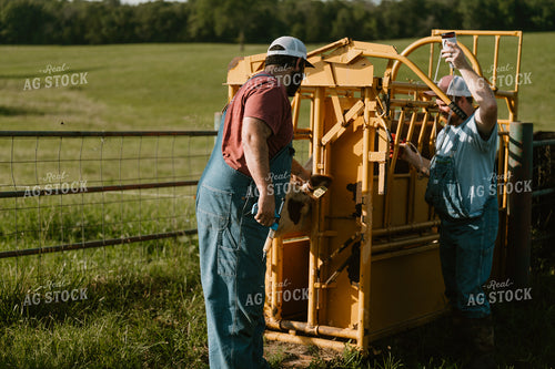 Farmer with Vaccine Gun 125376