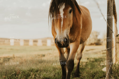 Horse 61247