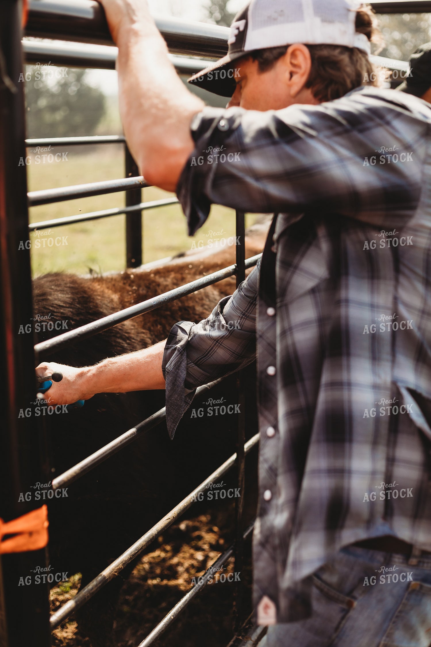 Rancher Working Cattle 203028