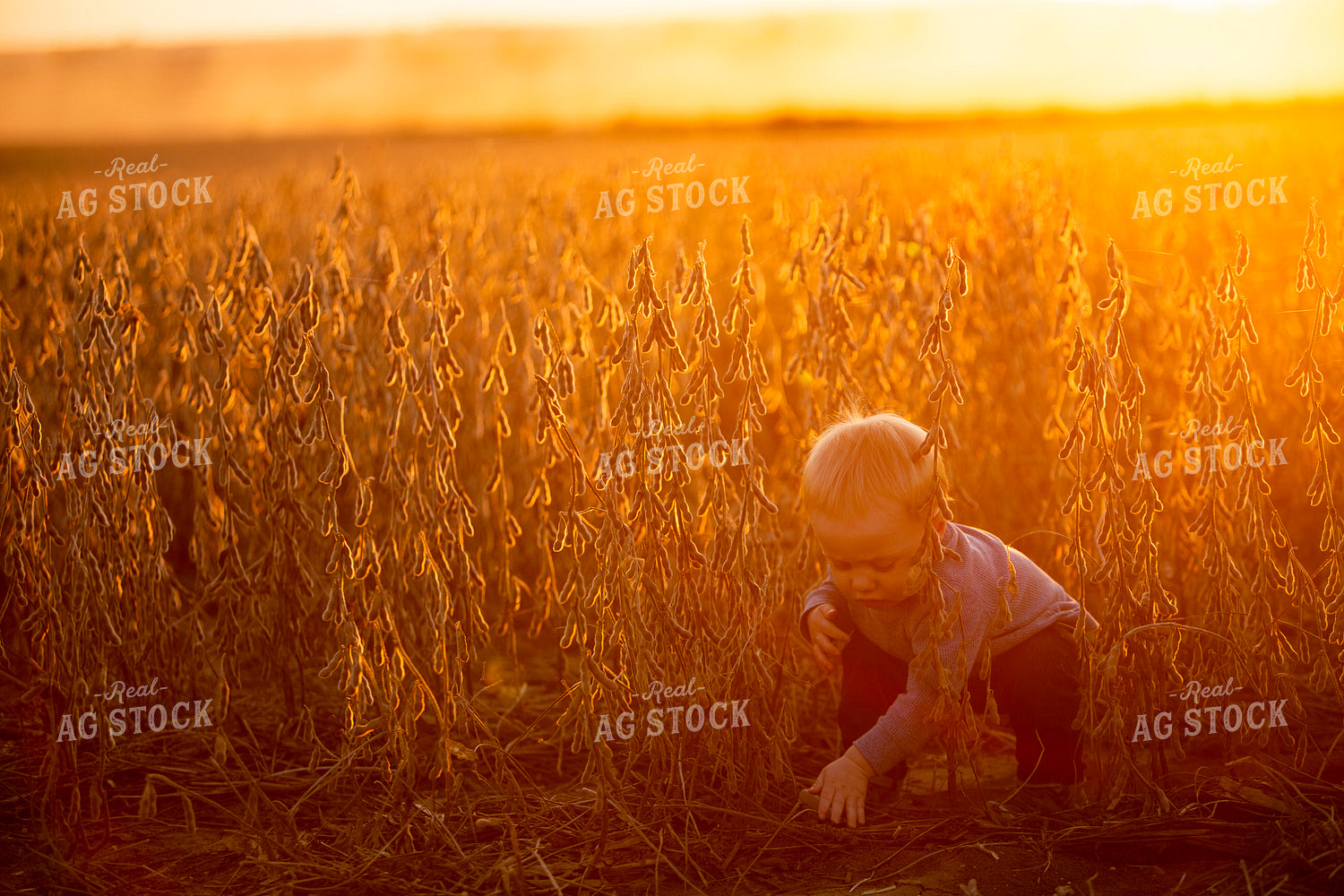 Harvest 2597