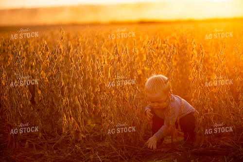 Harvest 2597