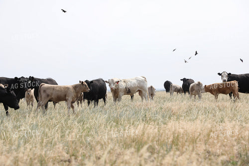 Cross Cattle on Pasture 117250