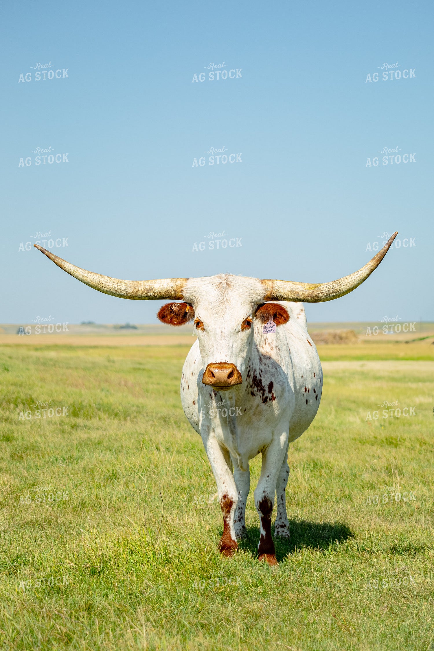 Longhorn Cow 155315