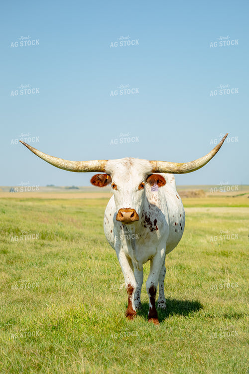 Longhorn Cow 155315