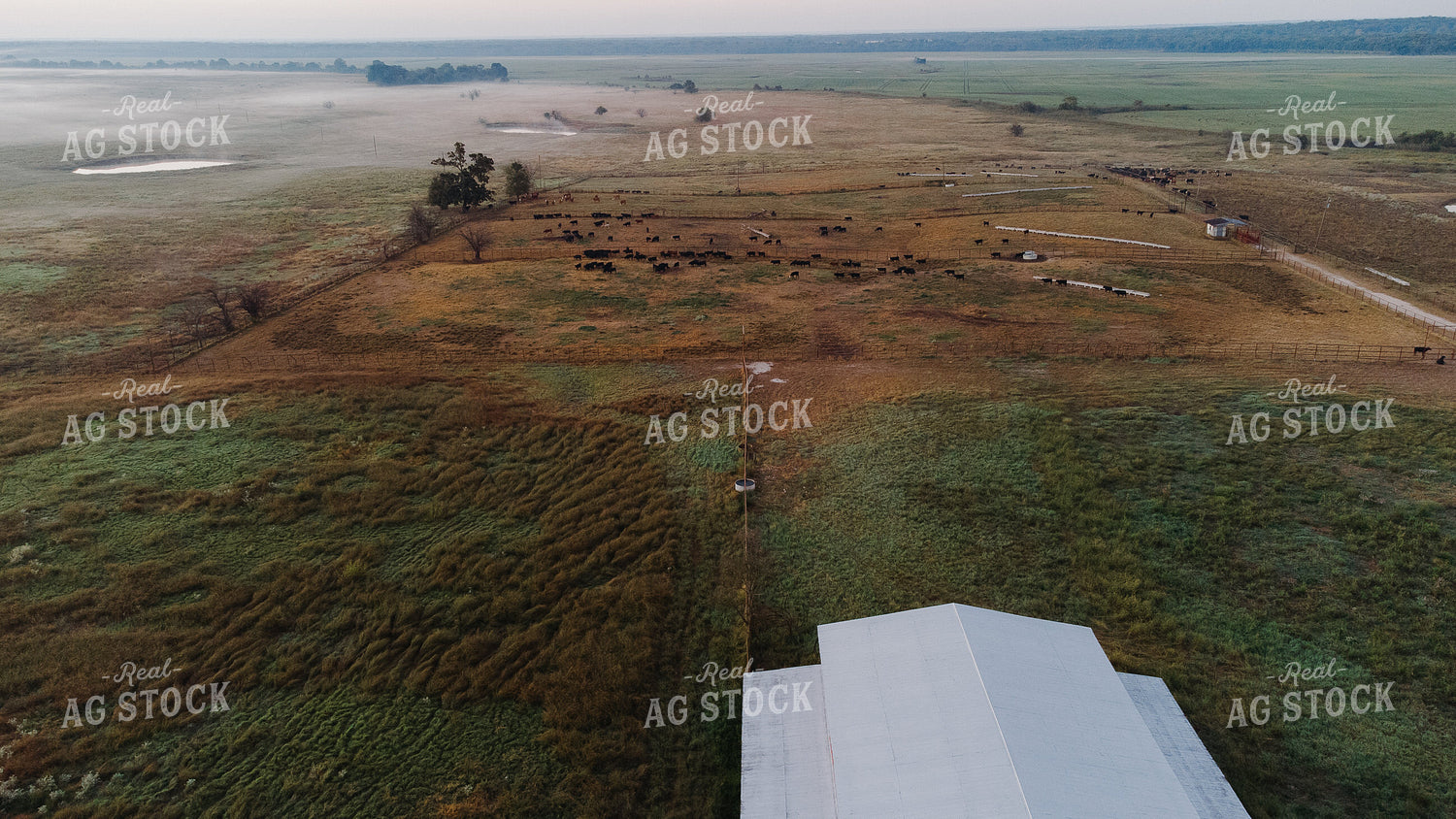 Aerial of Cattle 301054