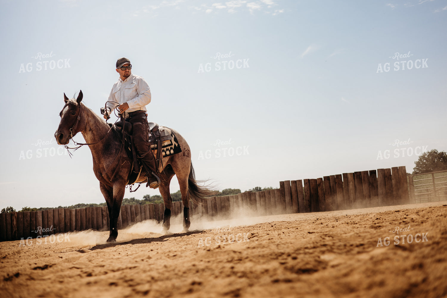 Riding Horse in Arena 281100