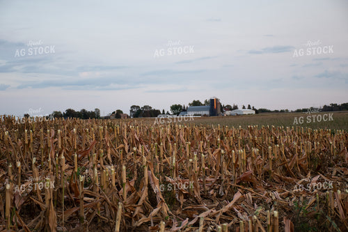 Corn Stover in Field 50253