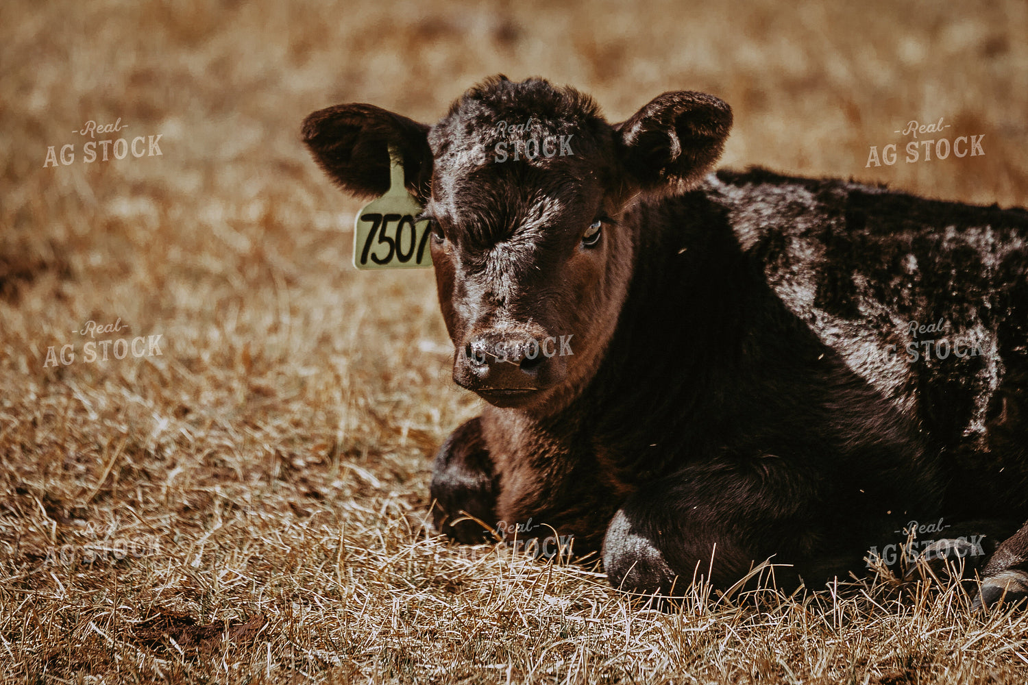Angus Calf on Pasture 202002