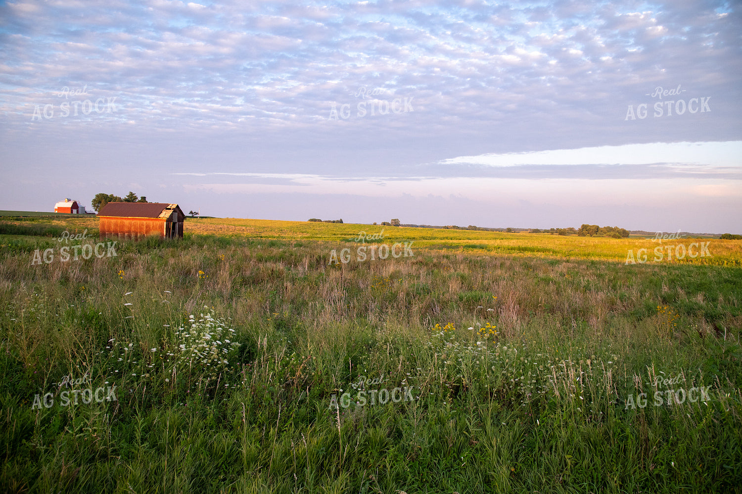 Red Barn at Sunset off CRP Land 25022