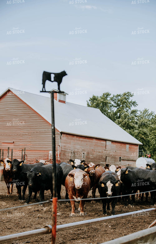 Cows in Farmyard 77106