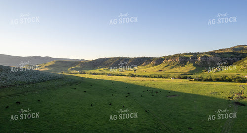 Cattle in Pasture 92001