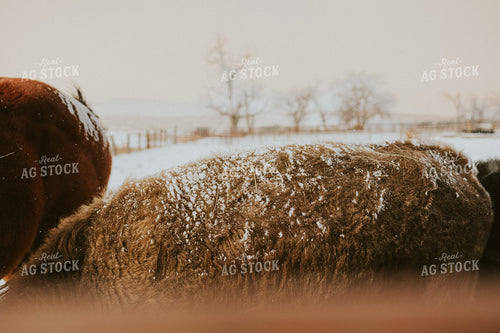 Charolais Cattle Covered in Snow 61150