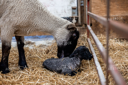 Newborn Lamb and Ewe 93367