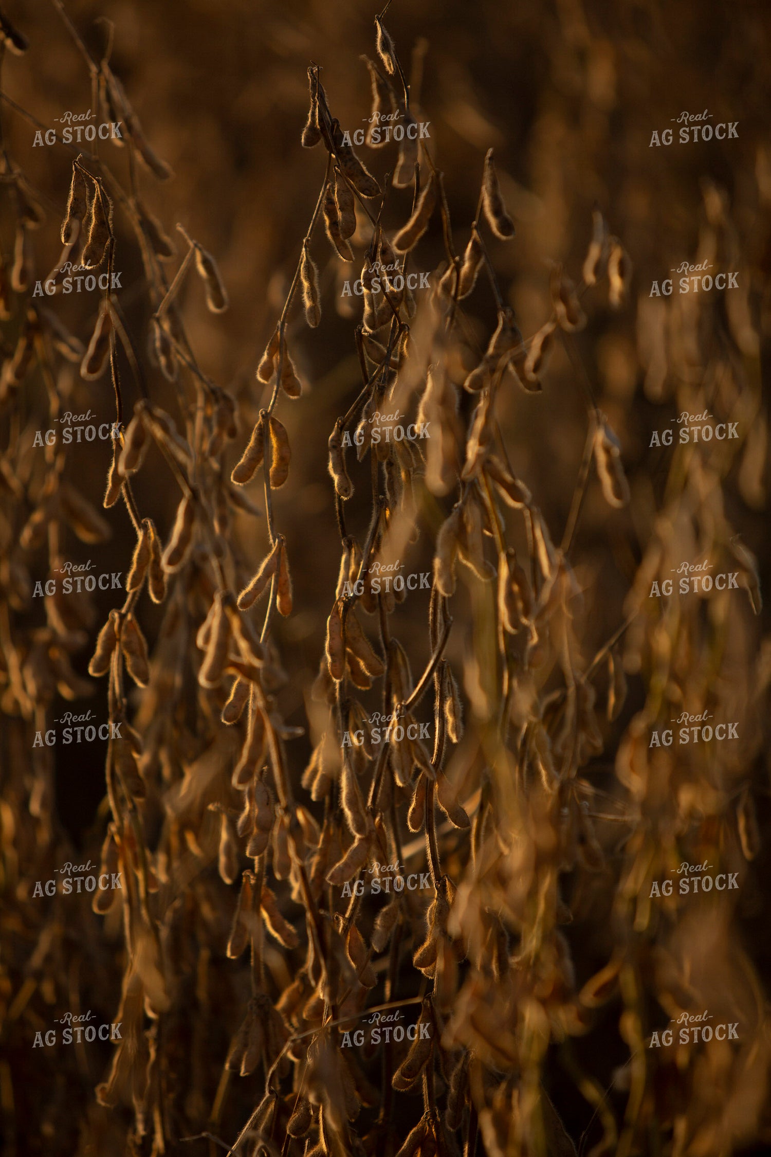 Soybeans - Dry 1540