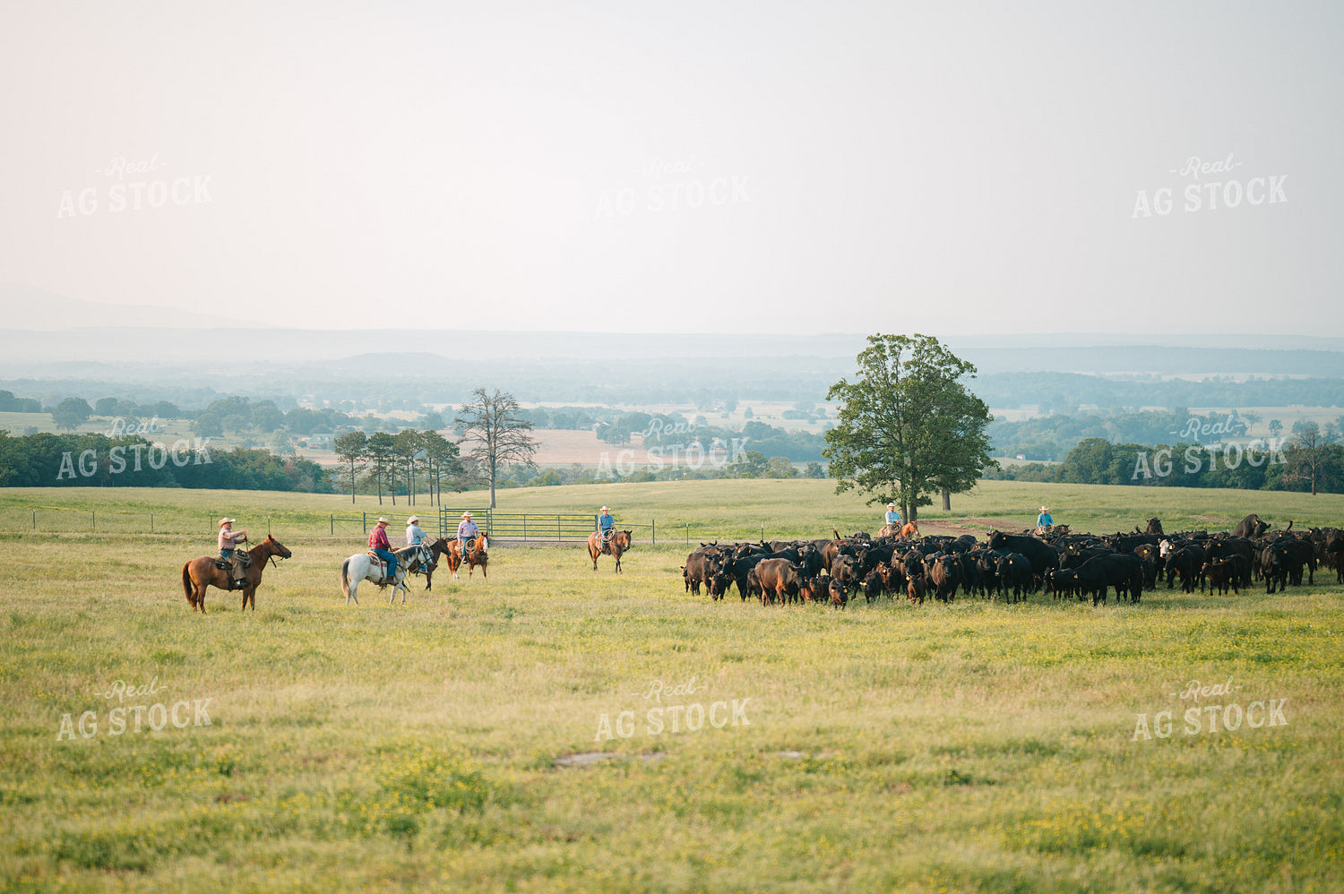 Ranchers Herding Angus Cattle in Grassy Pasture on Horseback 125133