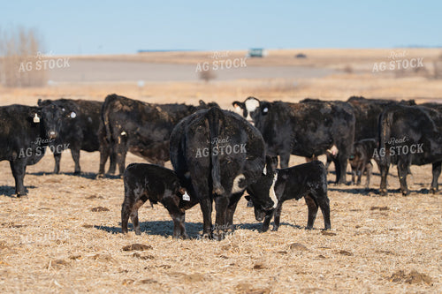 Cow Calf Pairs 68311