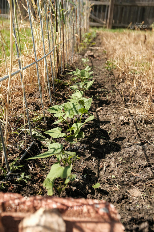 Backyard Gardening 162043
