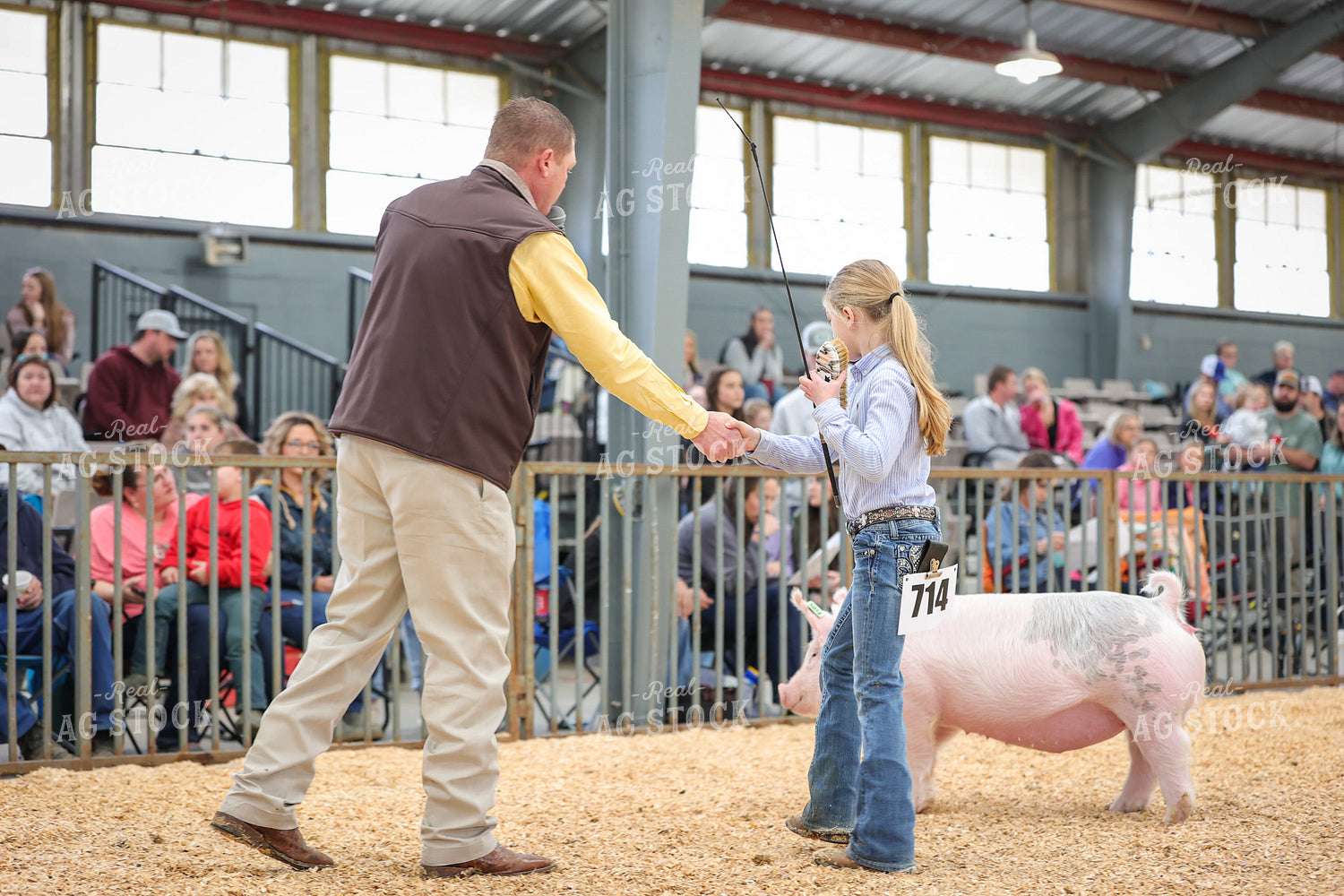 Showing Pigs 52312