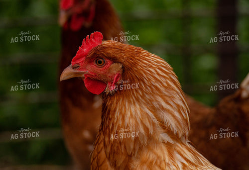 Chickens 215026