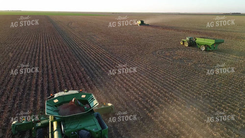 Cutting Sorghum 190025