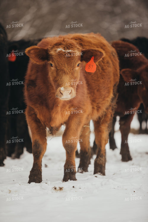 Angus Cattle in Snowy Pasture 3775