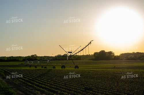 Irrigation Pivot in Corn Field at Sunrise 50024