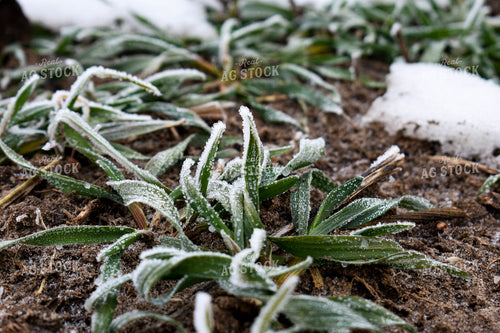 Snow on Winter Wheat 156088
