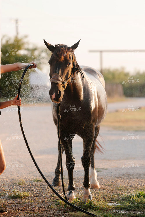 Washing Horse 205112