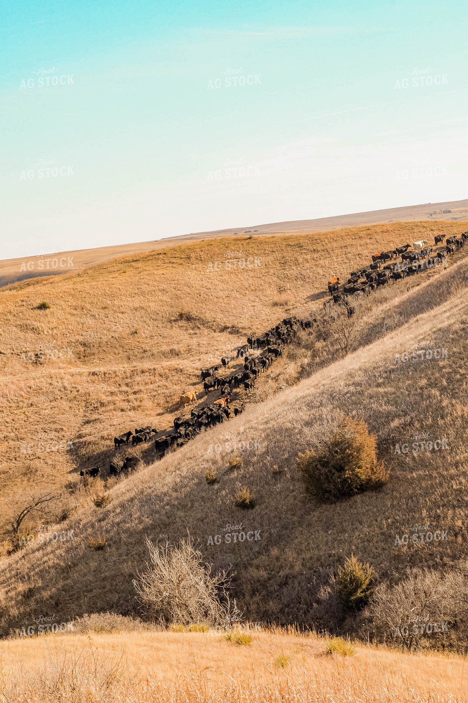 Moving Cattle Herd 299118