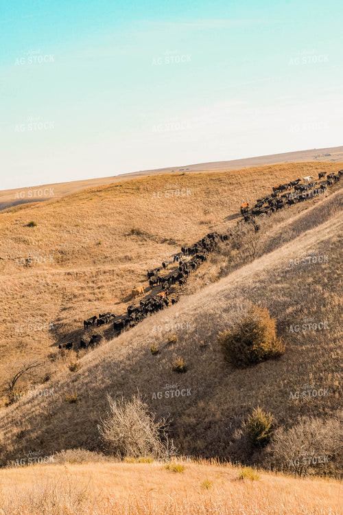 Moving Cattle Herd 299118