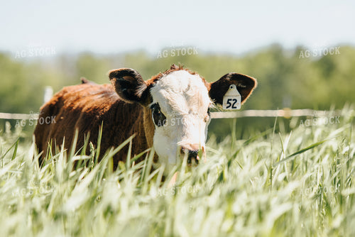 Hereford Calf in Pasture 68048