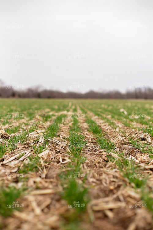 Early Season Rye 93244