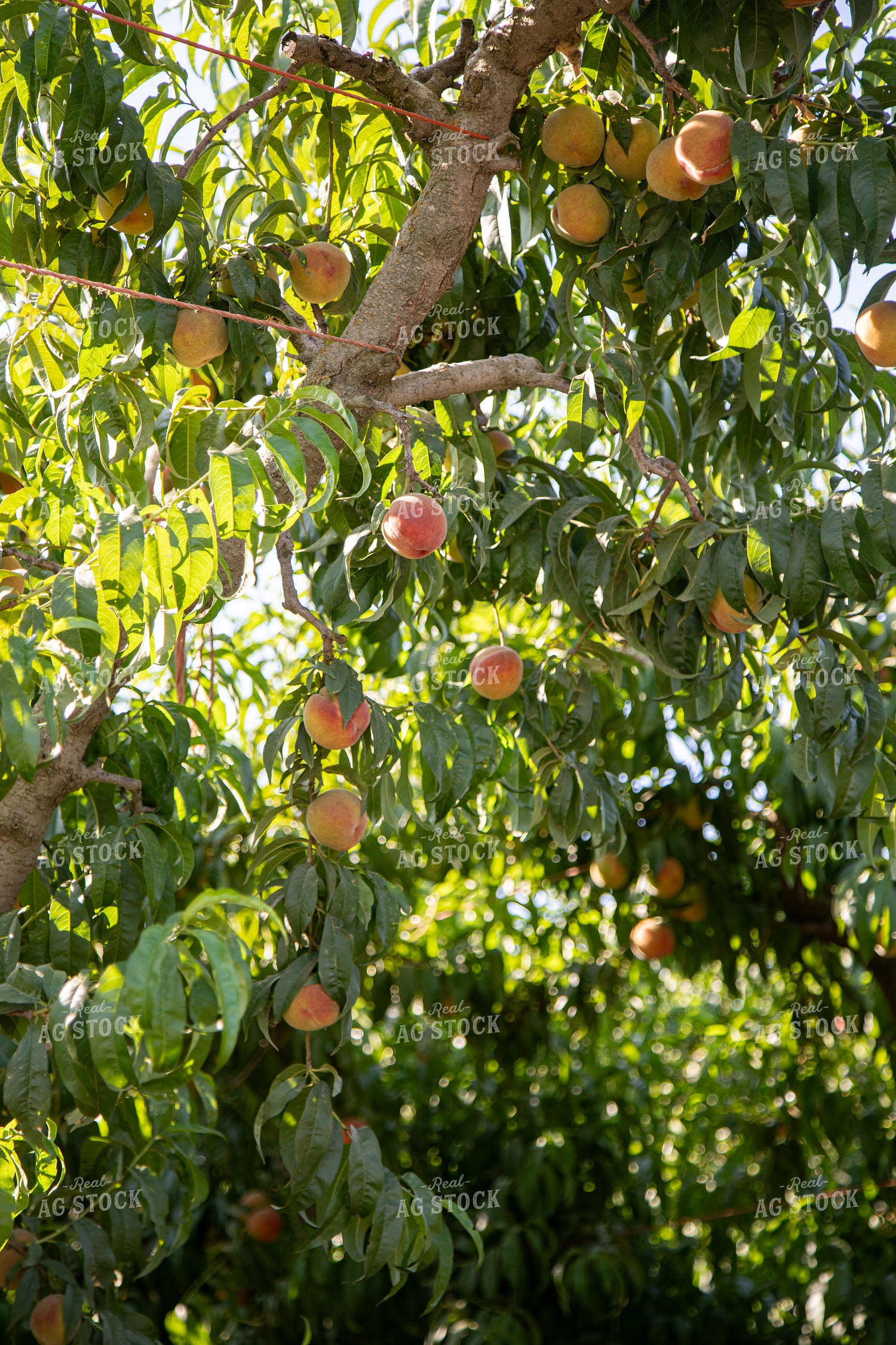 Peach Tree 276075