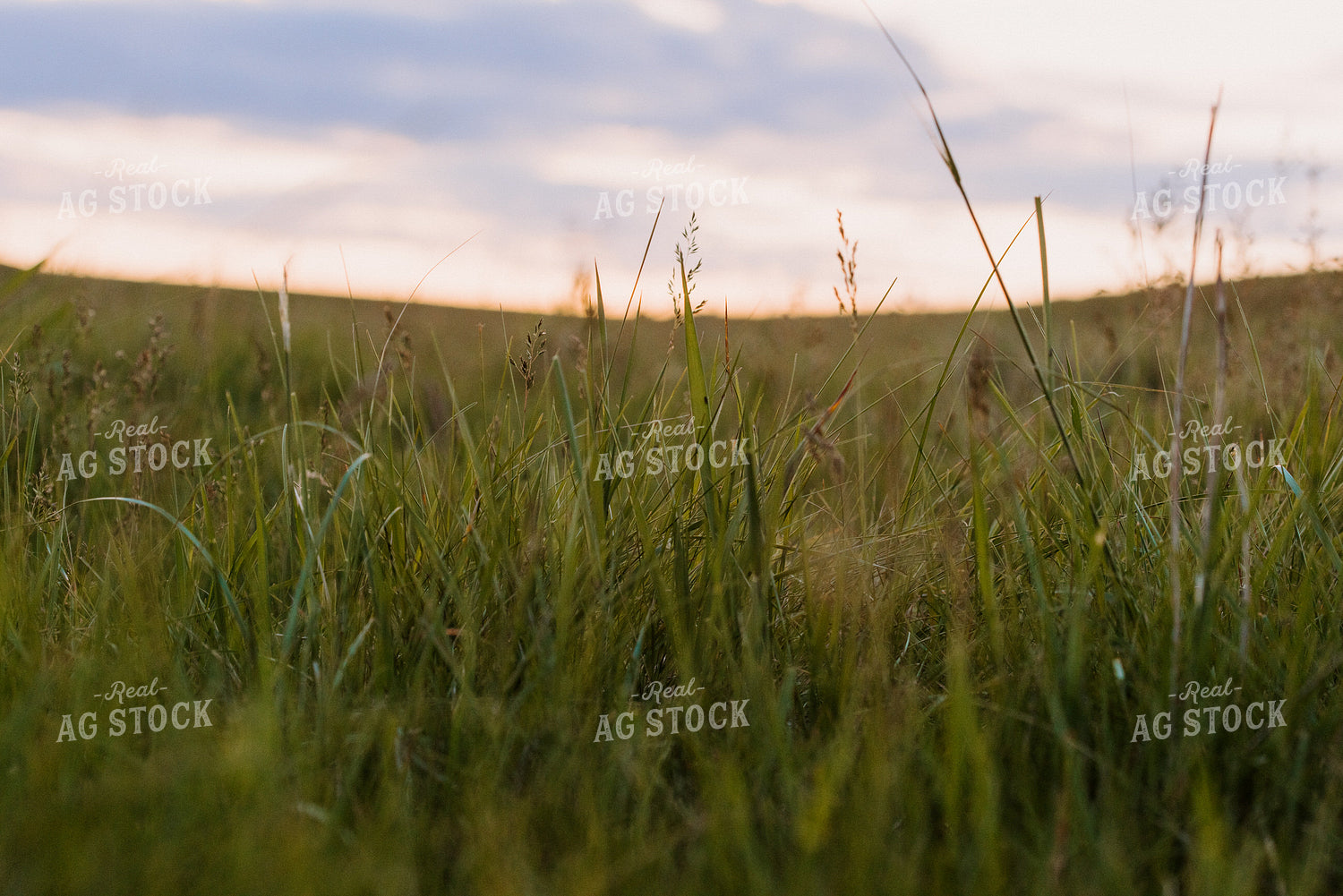 Pasture Grass Close Up 68086