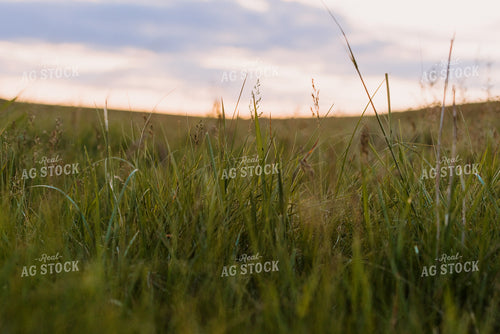 Pasture Grass Close Up 68086