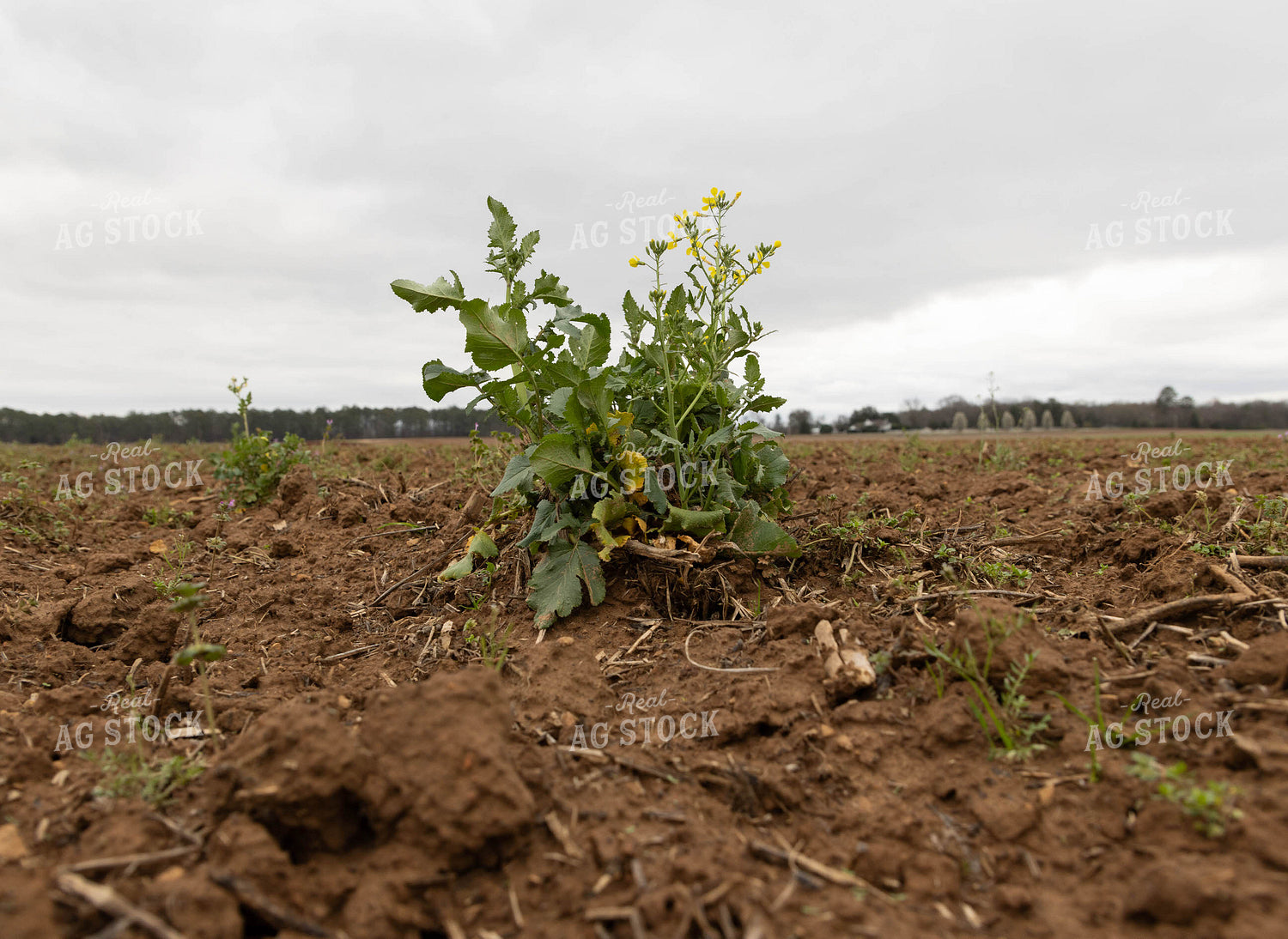Wild Mustard Plant 79616