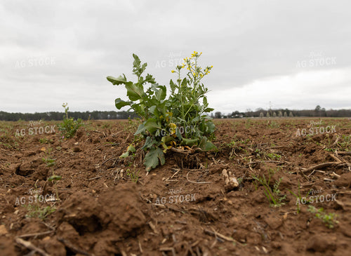 Wild Mustard Plant 79616