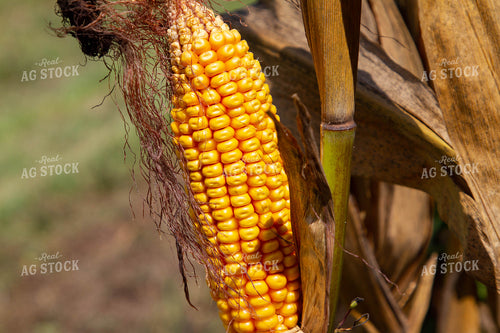 Ear of Corn on Stalk 79135