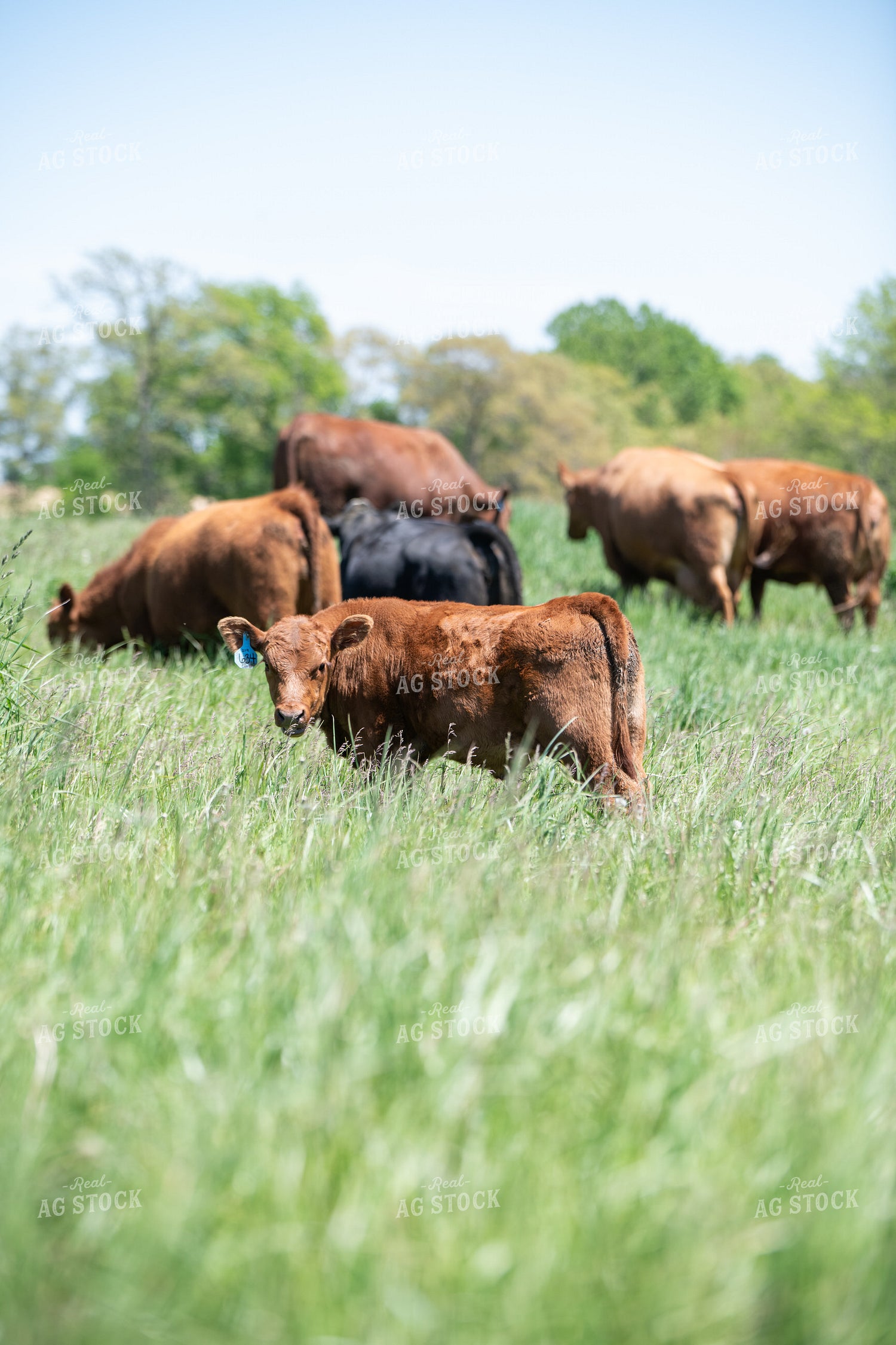 Cow Calf Pairs on Pasture 193103