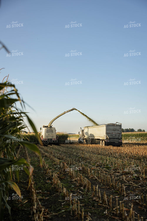 Chopping Corn Silage 152999