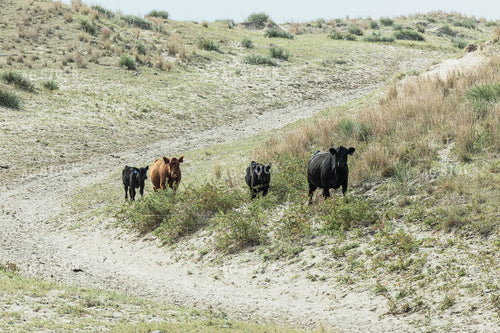 Cattle in Pasture 114050
