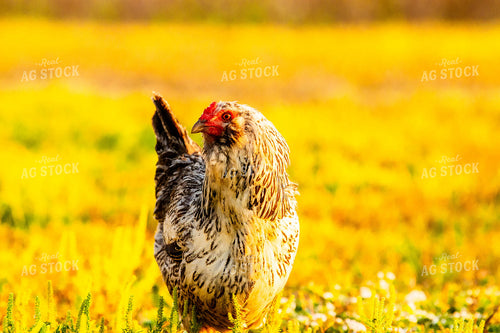 Chicken 299087