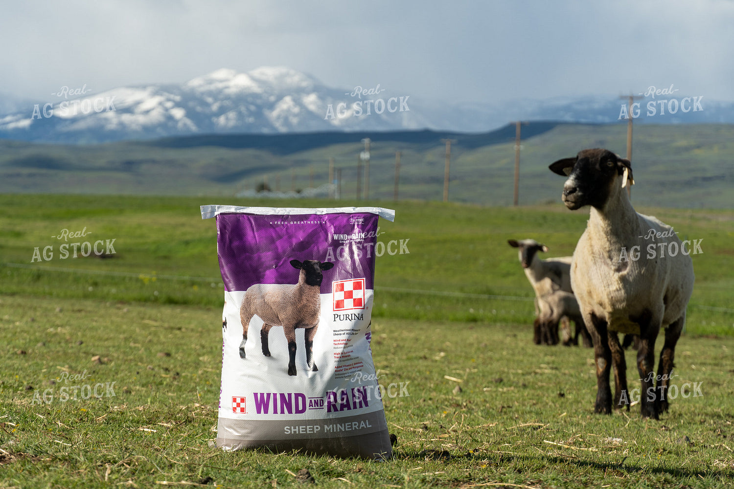 Sheep on Pasture with Mineral Bag 65619