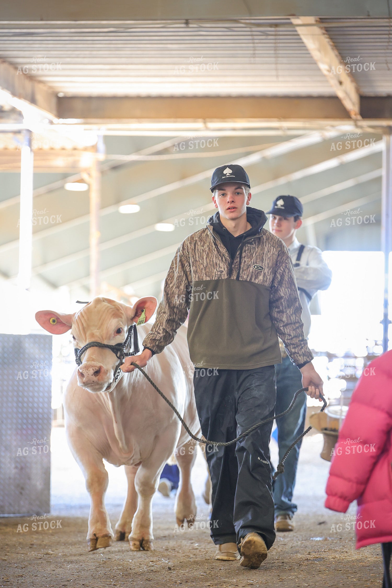 Showing Cattle 52358